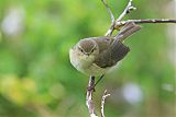 Common Chiffchaff